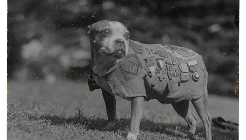 CS 2 2 LEGACY Sergeant Stubby 05 Actualités Défense | Drones et Robotique militaires | Drones terrestres