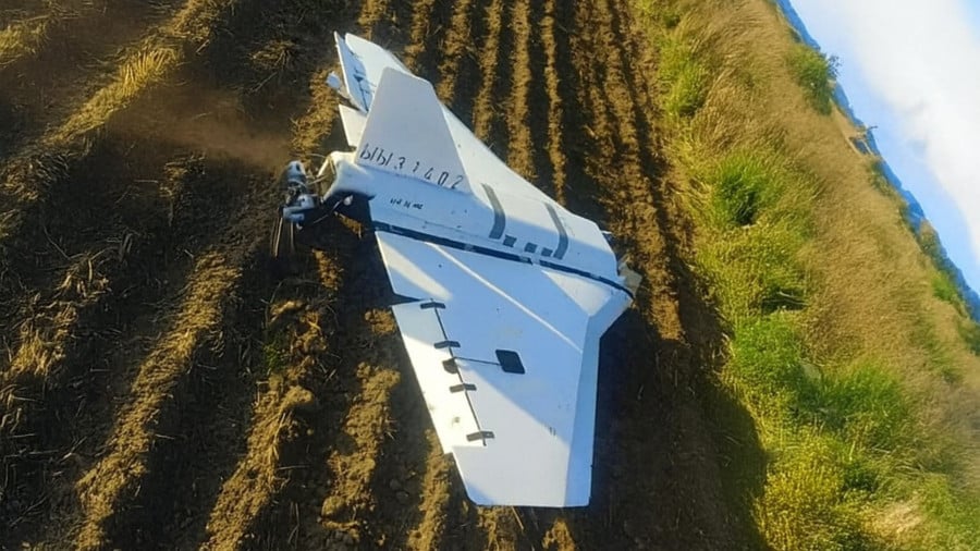 Drone gerbera en Pologne